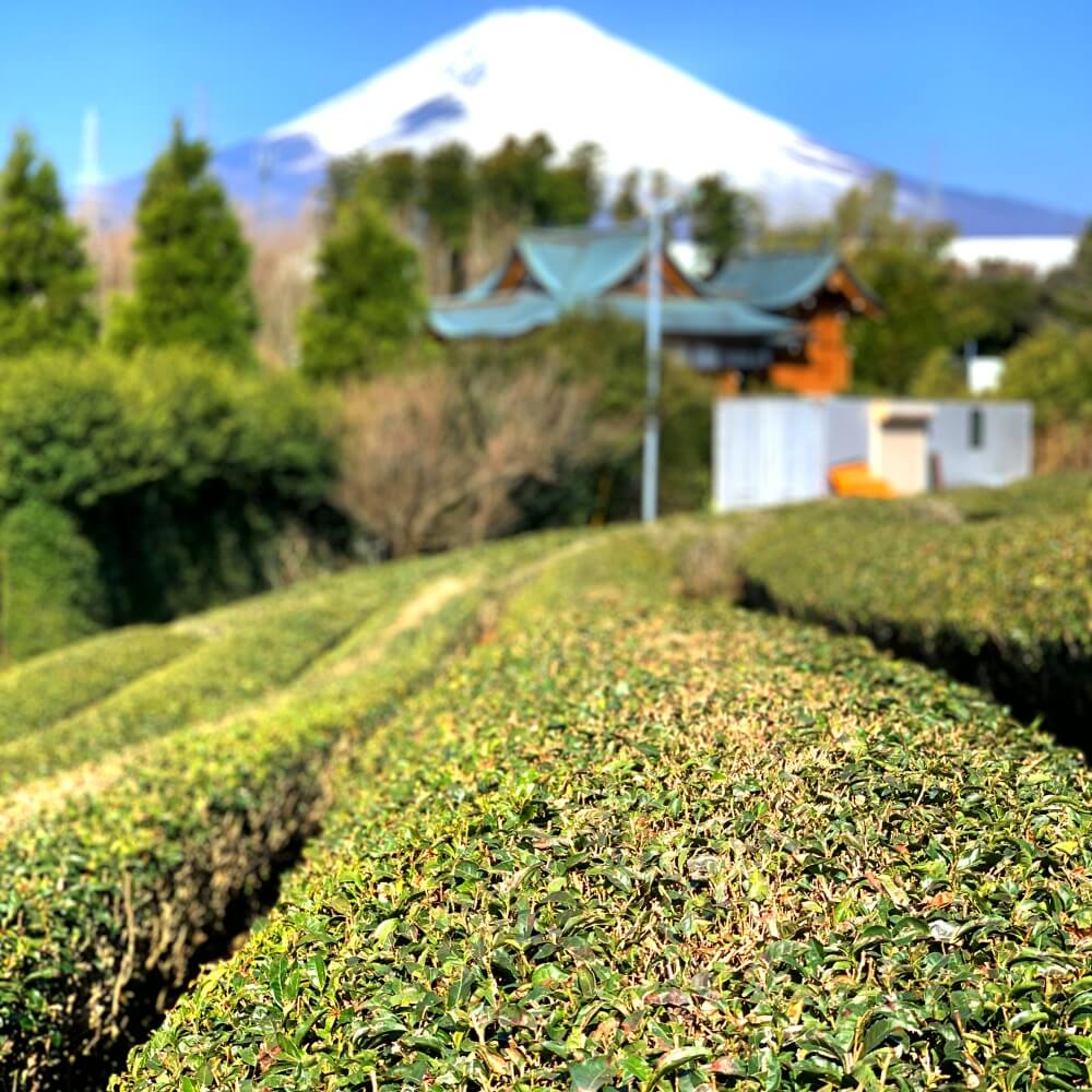 AJ Tea Farm